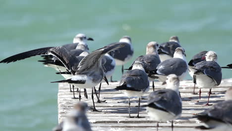 birds wildlife mexico