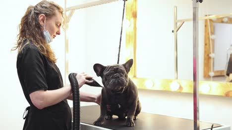 dog grooming session