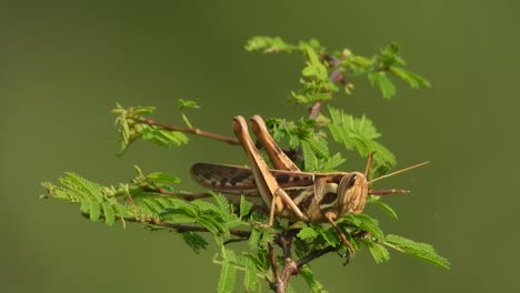 saltamontes - relajantes - esperando la caza