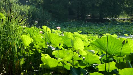 Primer-Plano-En-La-Orilla-Del-Estanque-Lleno-De-Follaje-De-Lirio-De-Agua-Y-Flores-Lavadas-En-Rayos-De-Sol,-Cámara-Lenta