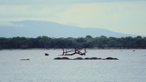 Pack-of-hippopotamus-relaxing-while-raining-in-a-lake-in-the-jungle