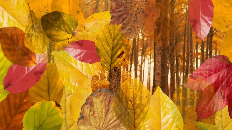 Animation of layers of autumn leaves over autumn forest background