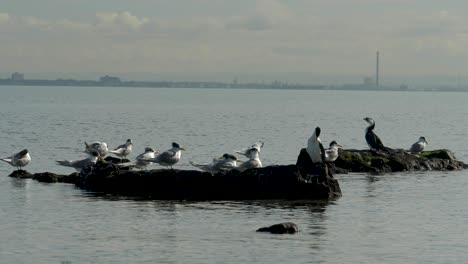 pequeños cormoranes de varios colores sentados en la costa - océano un grupo de pequeños cormoranes de varios colores sentados en una roca