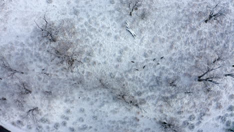 Straight-down-aerial-view-of-a-small-herd-of-mule-deer-on-a-snowy-game-trail