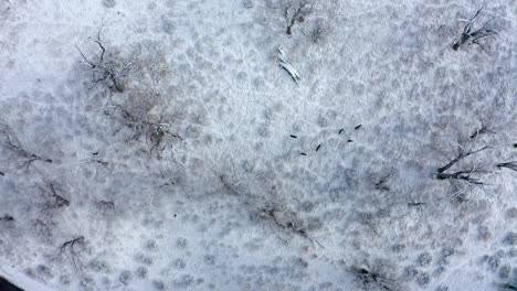 straight down aerial view of a small herd of mule deer on a snowy game trail