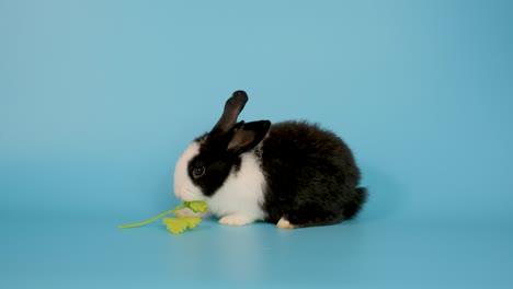 adorable black and white little bunny rabbit eat celery leaf and stay on blue screen background