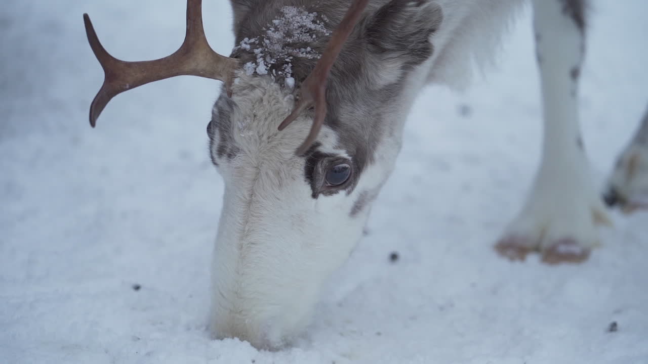 Slowmotion close up of a reindeer looking for food from a frozen ground in Lapland Finland