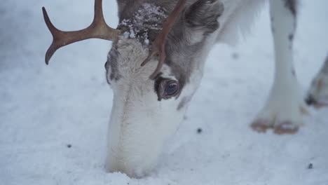 slowmotion close up of a reindeer looking for food from a frozen ground in lapland finland