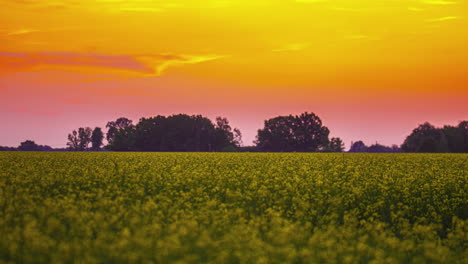 Zeitraffer-Am-Frühen-Morgen,-Schöner-Himmel-Im-Leuchtend-Gelben-Rapsfeld