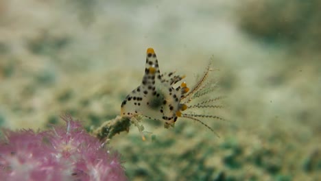 babosa de mar nudibranquio pikachu submarino unido a coral blando en la corriente