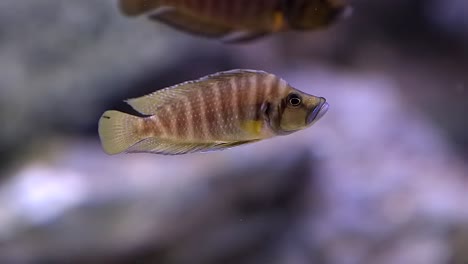 fairy cichlid fish floating on the clear water inside the aquarium - closeup shot