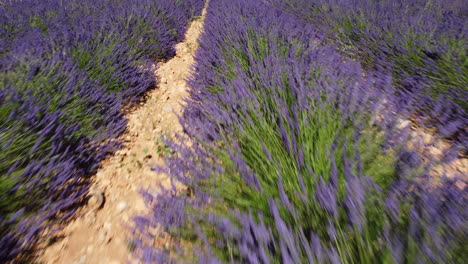 lavender field agriculture cultivation in valensole