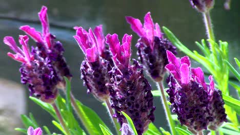 closeup of lavender flowers growing in an english cottage garden