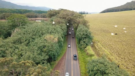 Hawaii-Straße-Mit-Vorbeifliegenden-Vögeln