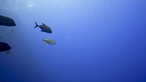 diver plays with fish