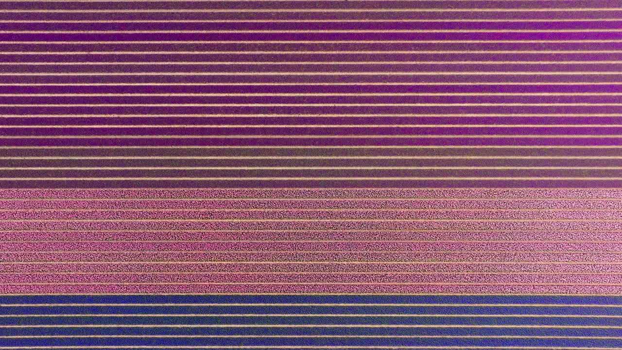 Top view of colorful patterns of tulip fields in Lisse, Netherlands