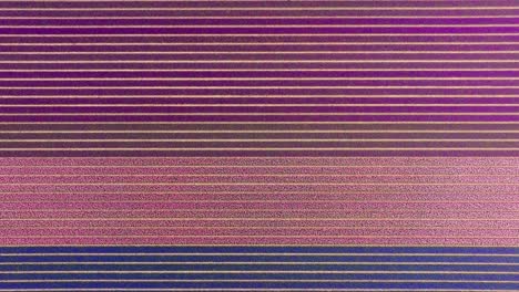 vista de arriba de los coloridos patrones de los campos de tulipanes en lisse, los países bajos