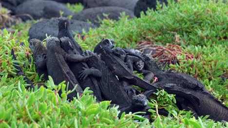 a group of wild marine iguanas sit hugging each other in a pile on santa cruz island in the galápagos islands