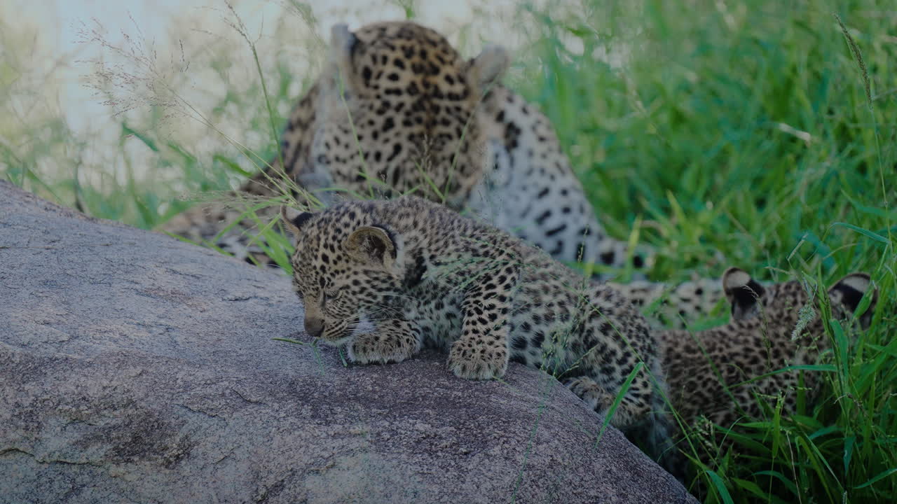 Leopard Cubs with Mother