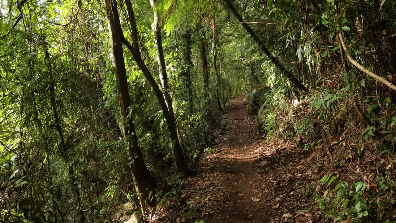 Handheld Footage along the Dave's Creek Circuit walk in Lamington National Park, Gold Coast Hinterland, Australia