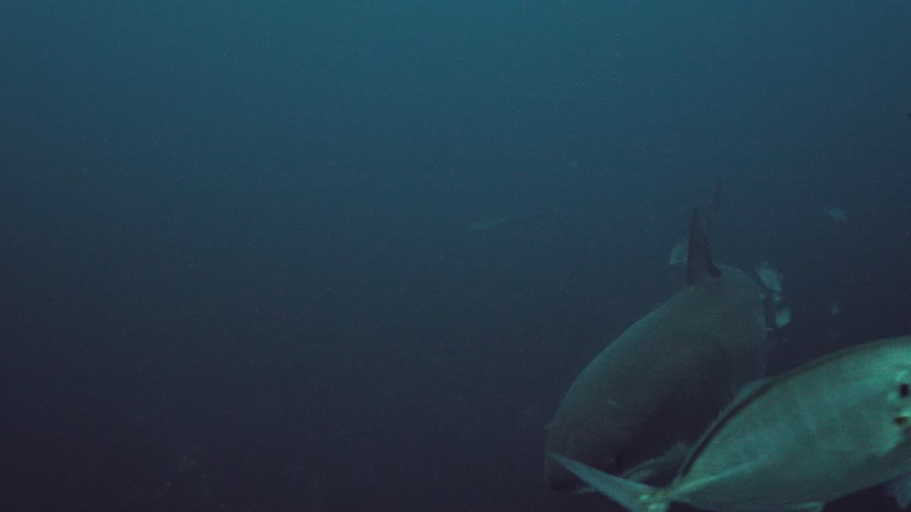 Great White Shark Carcharodon carcharias Neptune Islands South Australia slow motion 4k