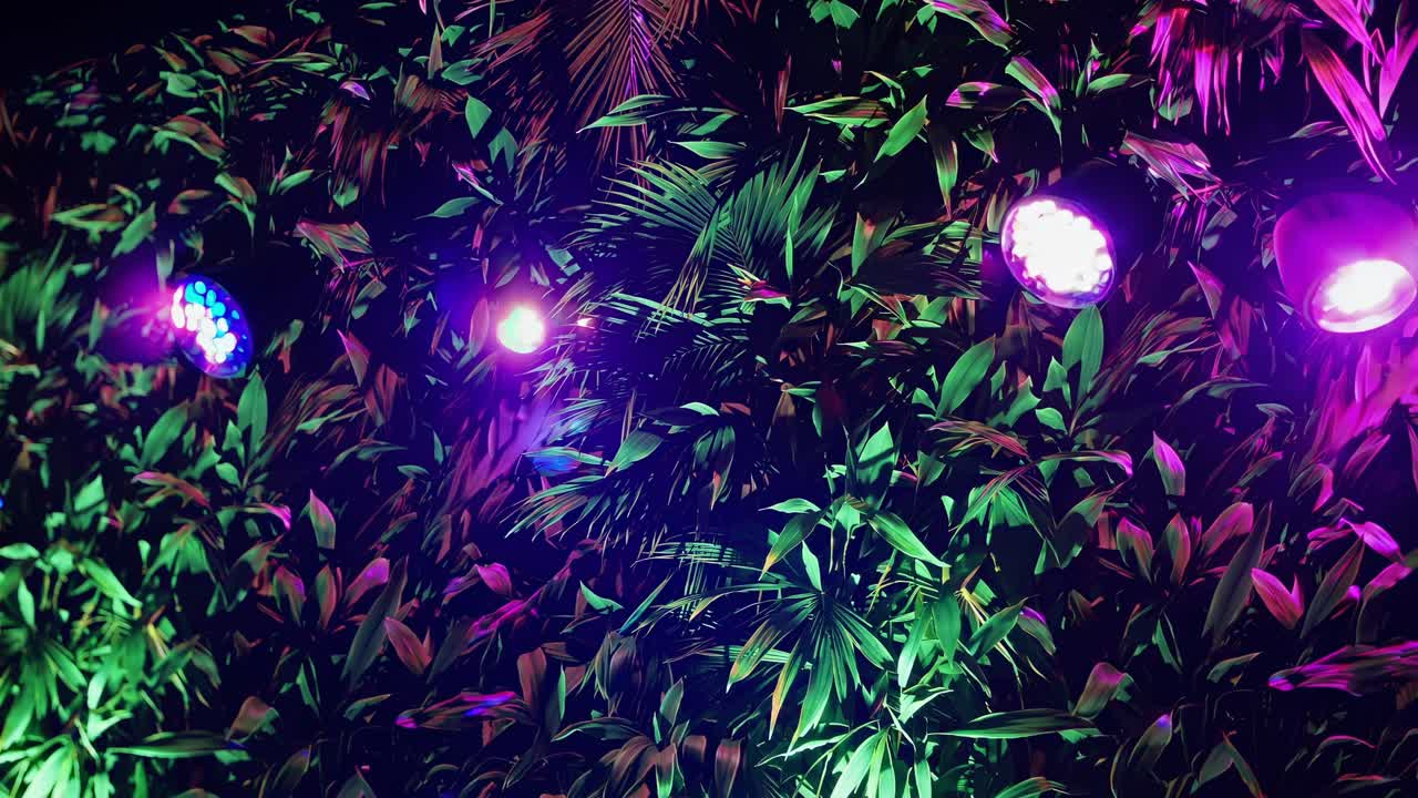 Lush tropical foliage is bathed in the colorful glow of LED par lights, creating a vibrant and dynamic atmosphere, perfect for nightlife, parties, and events