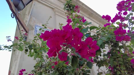 Transition-from-astonishing-blue-sky-and-facade-to-a-colorful-bugambilia-tree,-Uruguay