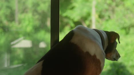 a dog looks out a window at a green, blurry landscape on a sunny day