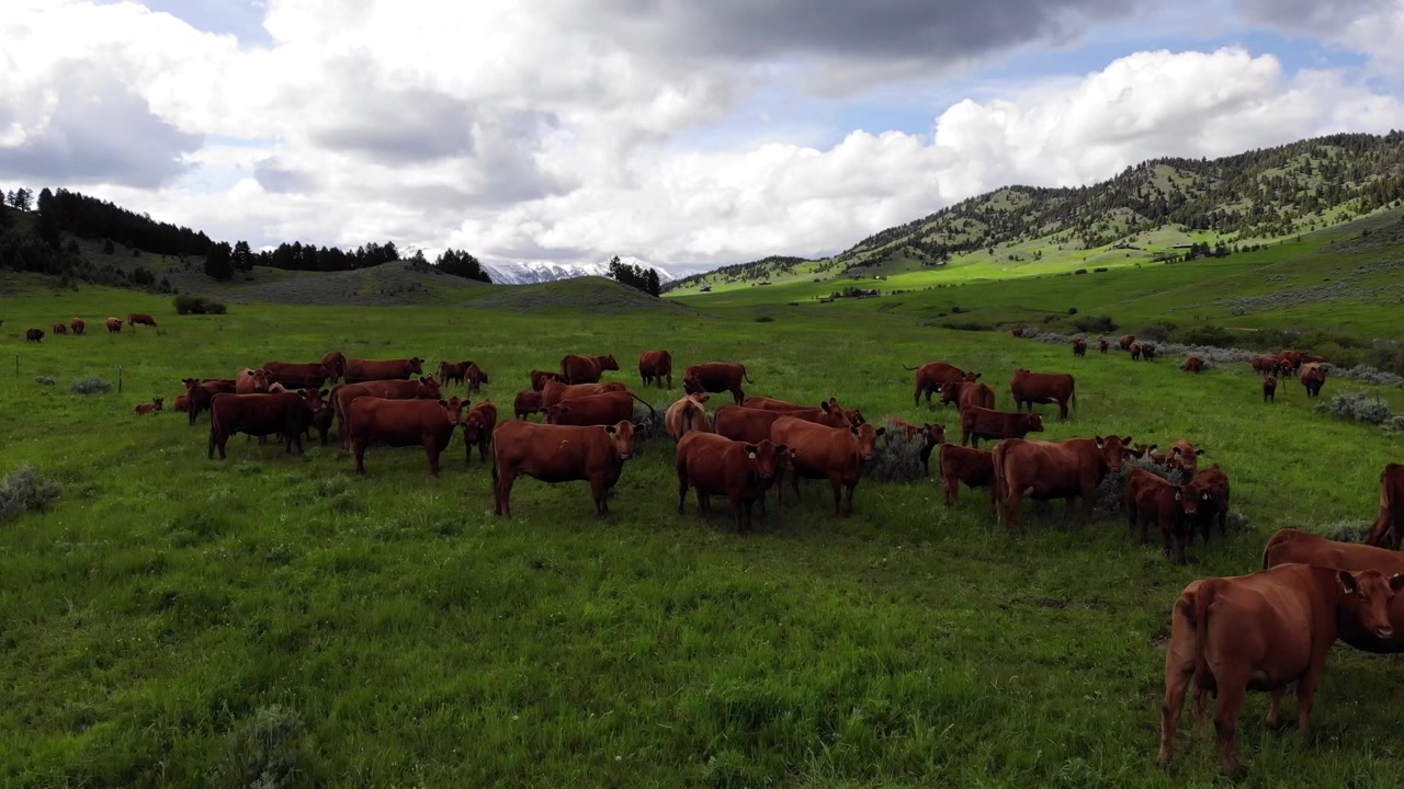 Pilotare un drone in campagna.