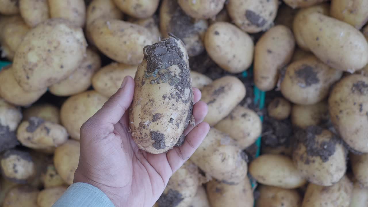 A hand holding a freshly harvested, dirty potato amidst a pile of potatoes
