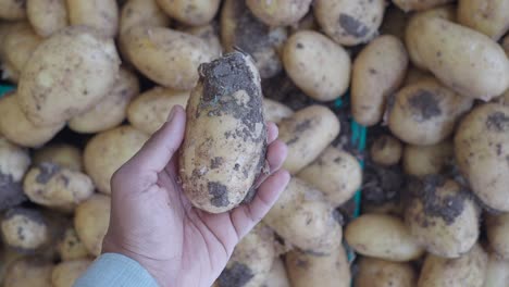 a hand holding a freshly harvested, dirty potato amidst a pile of potatoes