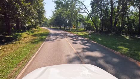 car journey on a sunny, tree-lined rural road.