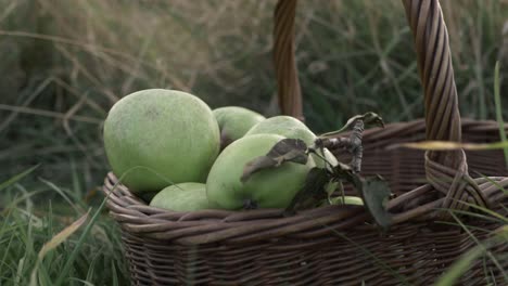 Basket-of-freshly-picked--ripe-green--zoom-shot