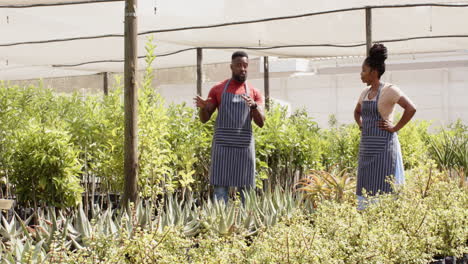 garden center teamwork, two people discussing plant care among lush greenery, in greenhouse