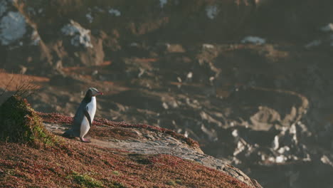 vista de un pingüino de ojos amarillos de pie en el punto katiki, nueva zelanda - amplio