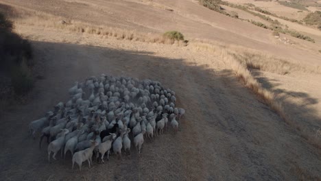 Un-Dron-Aéreo-Disparó-Sobre-Un-Rebaño-De-Cabras-Pastando-A-Lo-Largo-De-Pastizales-Secos-Durante-La-Noche-En-El-Torcal-De-Antequera-En-Sierra,-España