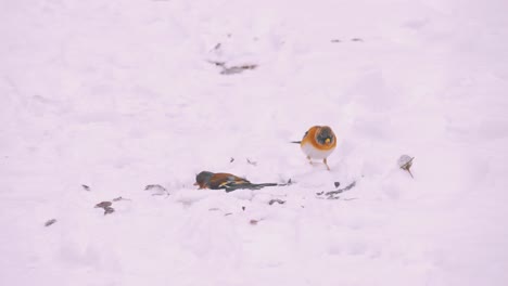 two small beautifully colored birds hopping and searching for food through snow