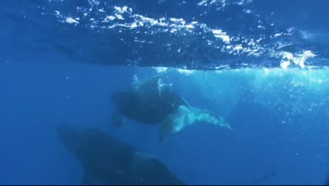 imágenes submarinas de una ballena jorobada enredada en artes de pesca