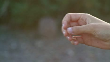 Profile-portrait-of-red-Fox-taking-food-from-person's-hand,-pan-right,-day