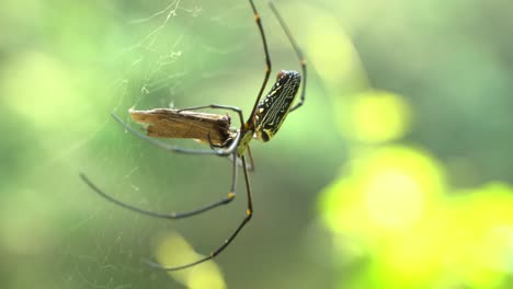 the spider sits inside its web to catch its prey