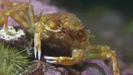 small decorator crab close up in 60 fps in 4k slow motion