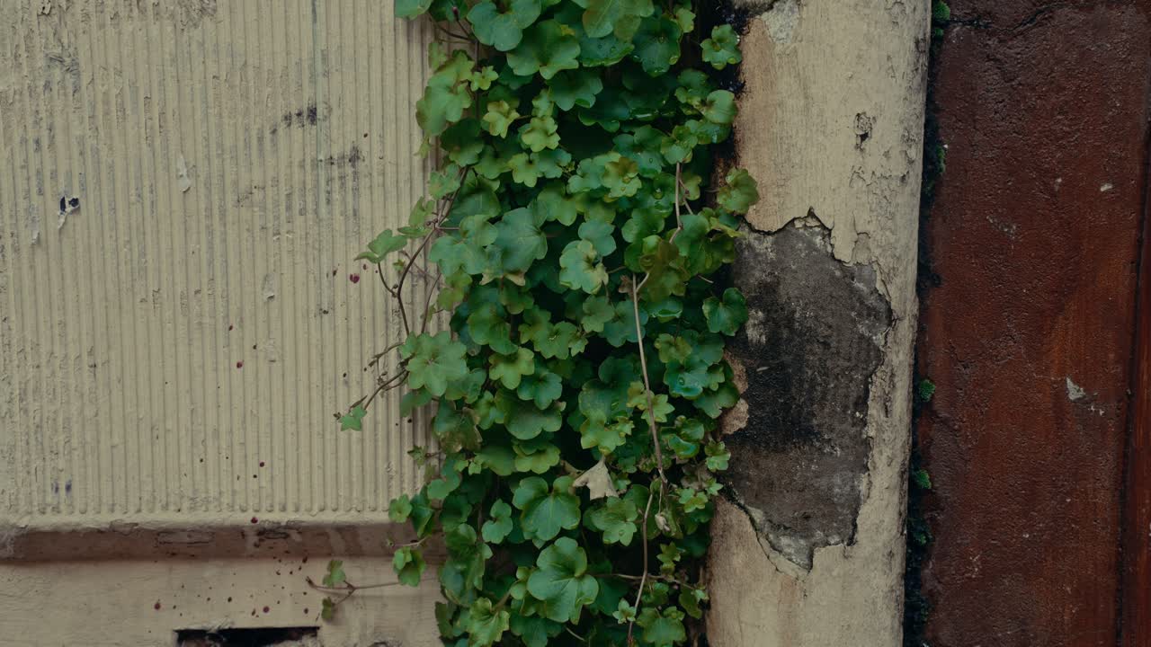 Edera verde che cresce su vecchio muro logoro con pittura scrostata