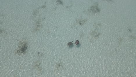 Two-big-sea-turtles-swimming-around-each-other-on-a-clear-water-in-shallow-water-In-the-Pacific-Ocean-at-Exmouth-in-Western-Australia