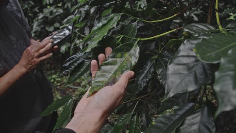 inspecting coffee leaves for disease