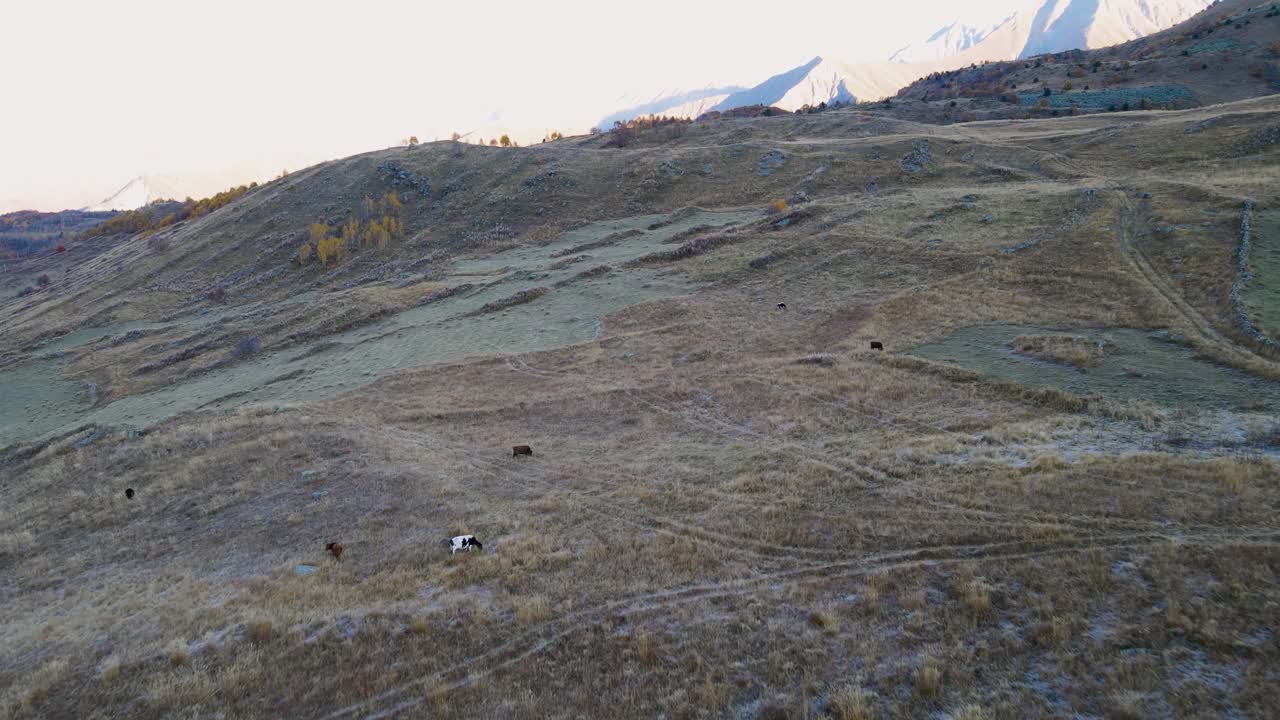 pastos de montaña con vacas