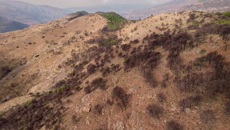 bosque quemado después del incendio forestal