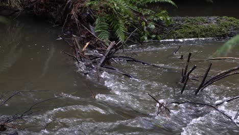 Murky-river-stream-flowing-around-branches