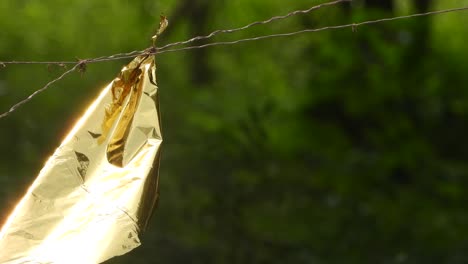 gold paper - shit in wind .
