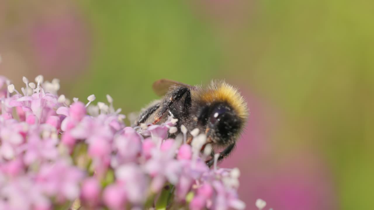 Bumblebee collects flower nectar at sunny day. Bumble bee in macro shot in slow motion.