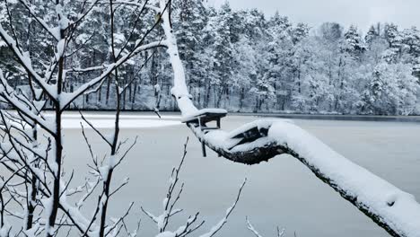 snow-covered bent tree with swing over a frozen lake - serene winter atmosphere